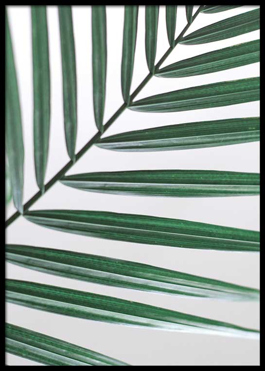 PALM LEAVES CLOSEUP POSTER