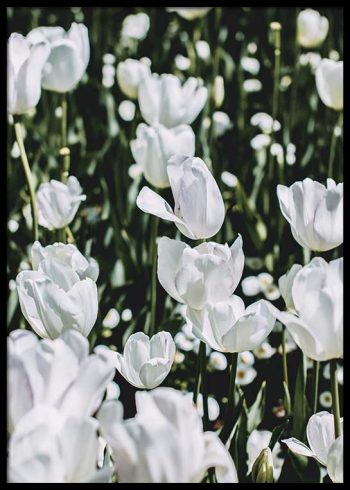 WHITE FLOWERS POSTER