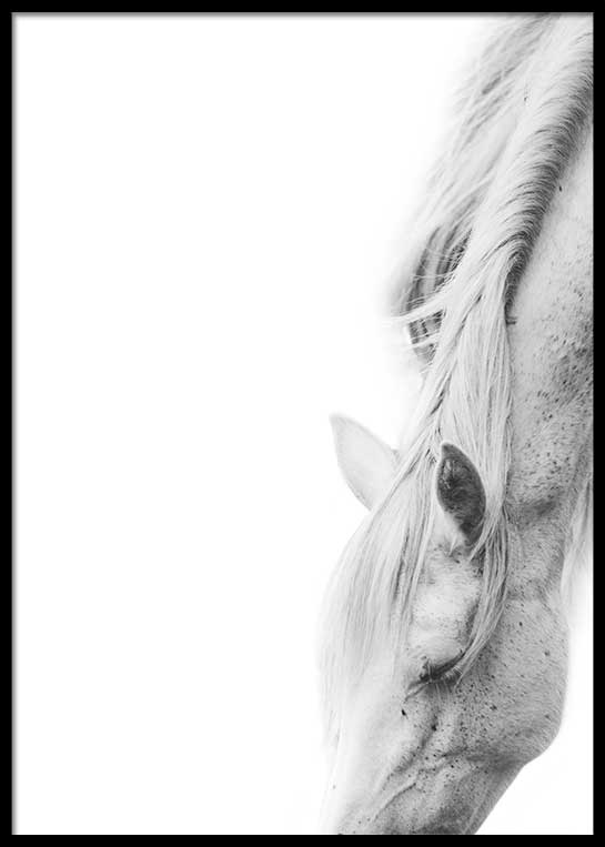 WHITE HORSE GRACING POSTER